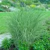 Little Kitten Maiden Grass -Garden-Plants Little kitten Madien Grass 600x600 d6dfc452 4439 47ec b6c2 1cb63ed67bfb