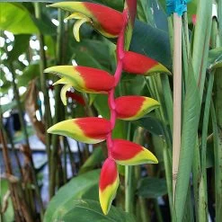 Lobster Claw Plant -Garden-Plants Lobster Claw 6