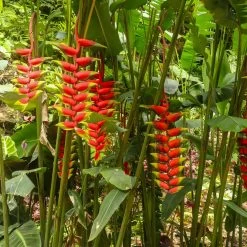 Lobster Claw Plant -Garden-Plants Lobster Claw 7 FGT