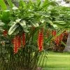Lobster Claw Plant -Garden-Plants Lobster Claw FGT 600x600 76c7e6bc d7b1 4249 8fdf 47c4b61e37bb
