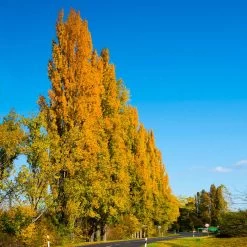 Lombardy Poplar Tree 11 Lombardy Poplar Tree -Garden-Plants Lombardy Poplar 5 FGT