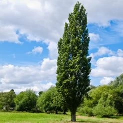 Lombardy Poplar Tree 10 Lombardy Poplar Tree -Garden-Plants Lombardy Poplar 8