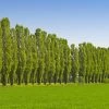 Lombardy Poplar Tree -Garden-Plants Lombardy Poplar FGT 600x600 a86be9b5 3891 4987 bd43 6908b309f966
