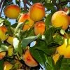Loring Peach Tree (USDA Organic) -Garden-Plants Loring Peach 600x600 bcd54c64 5541 46c2 a509 5c41a78c8801
