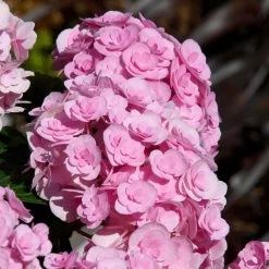 Love Hydrangea -Garden-Plants Love Hydrangea 2 FGT
