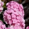 Love Hydrangea -Garden-Plants Love Hydrangea FGT 600x600 be6fc21e 2089 4279 8614 a48bd6585a70