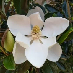 Little Gem Magnolia Tree -Garden-Plants Lttle Gem Magnolia 2 FGT