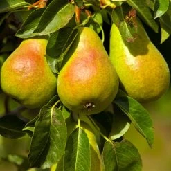 Luscious Pear Tree -Garden-Plants Luscious Pear 4 FGT
