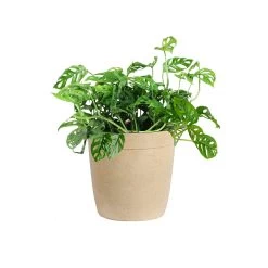 Monstera Adansonii -Garden-Plants MON ADA3 delilah beige