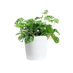 Monstera Adansonii -Garden-Plants MON ADA3 delilah white