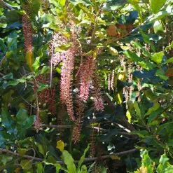 Macadamia Nut Tree -Garden-Plants Macadamia Nut Tree 2