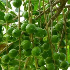 Macadamia Nut Tree -Garden-Plants Macadamia Nut Tree 3
