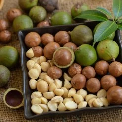 Macadamia Nut Tree -Garden-Plants Macadamia Nut Tree 6 FGT