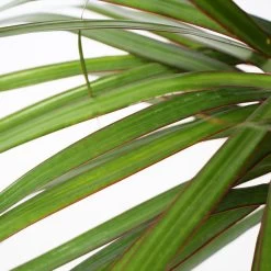 Braided Madagascar Dragon Tree -Garden-Plants Madagascar Dragon Draceana 3