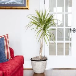 Braided Madagascar Dragon Tree -Garden-Plants Madagascar Dragon Draceana 6