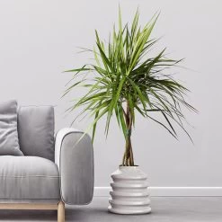 Braided Madagascar Dragon Tree