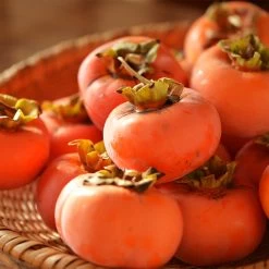 Weeping Persimmon -Garden-Plants Magic Fountain Weeping Persimmon 2