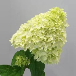 Magical® Candle Hydrangea Shrub -Garden-Plants Magical Candle 2