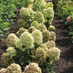 Magical® Candle Hydrangea Shrub -Garden-Plants Magical Candle 3