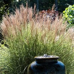 Morning Light Miscanthus -Garden-Plants Maiden Grass Morning light 2 FGT