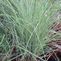 Morning Light Miscanthus -Garden-Plants Maiden Grass Morning light 5