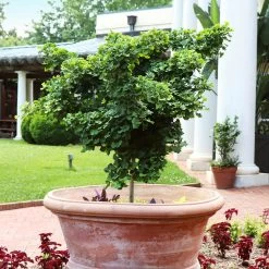 Ginkgo Biloba 'Mariken' Tree -Garden-Plants Mairken Ginkgo 1 FGT