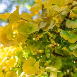 Ginkgo Biloba 'Mariken' Tree -Garden-Plants Mairken Ginkgo 2 FGT