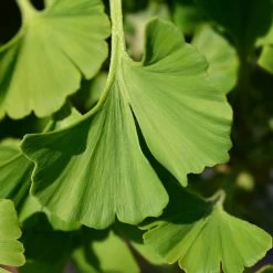 Ginkgo Biloba 'Mariken' Tree -Garden-Plants Mairken Ginkgo 4 FGT
