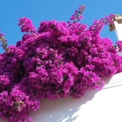 Front Page -Garden-Plants Majestic Purple Bougainvillea 2 FGT