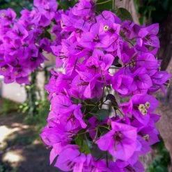 Majestic Purple Bougainvillea -Garden-Plants Majestic Purple Bougainvillea 4 FGT