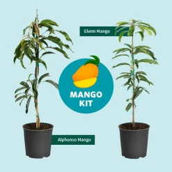 Alphonso Mango -Garden-Plants Mango Kit Graphic dc77f6db ee29 43d2 85de 9f3718171195