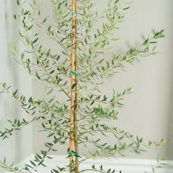 Manzanillo Olive Tree -Garden-Plants Manzanilla Olive Tree 2