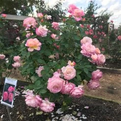 Marc Chagall™ Rose 7 Marc Chagall™ Rose -Garden-Plants Marc Chagall