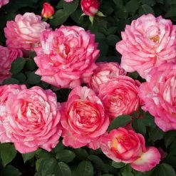 Marc Chagall™ Rose Tree -Garden-Plants Marc Chagall Standard 3