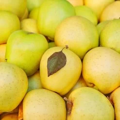 Mutsu (Crispin) Apple Tree -Garden-Plants Matsu Crispin Apple 2 911ff493 b5f3 4735 b48a e3117551cc55