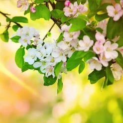 Mutsu (Crispin) Apple Tree -Garden-Plants Matsu Crispin Apple 5 dca4ed85 2ad7 4328 a42e 52262a2a9672