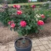 Maurice Utrilloâ„¢ Rose Tree 1 Maurice Utrilloâ„¢ Rose Tree -Garden-Plants Maurice Utrilo Rose Tree FGT 600x600 3dcdfaaa f481 4aac 9e0f 720dcfc84142