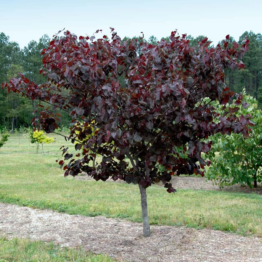 Merlot Redbud Tree 4 Merlot Redbud Tree - Image 2
