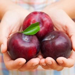 Methley Plum Tree -Garden-Plants Methley Plum 4 4ec34c93 142f 4450 8af1 feb06f93c049