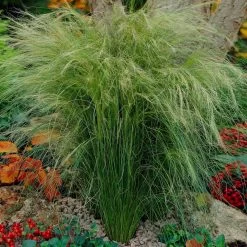 Mexican Feather Grass -Garden-Plants Mexican Feather Grass 5
