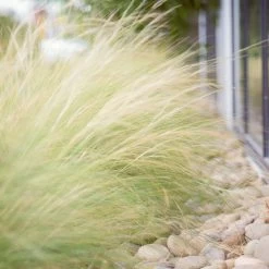 Mexican Feather Grass -Garden-Plants Mexican Feather Grass 6