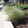 Mexican Feather Grass 2 Mexican Feather Grass -Garden-Plants Mexican Feather Grass FGT 600x600 eb05c49a e036 429c b829 1928983a943b