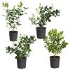 Citrus Bush Variety Kit -Garden-Plants Meyer Key cal Per 1 2 bush 600x600 2c56cf88 a401 40e9 bd89 34f2eb3cd2b9