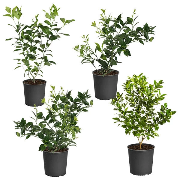 Citrus Bush Variety Kit 3 Citrus Bush Variety Kit