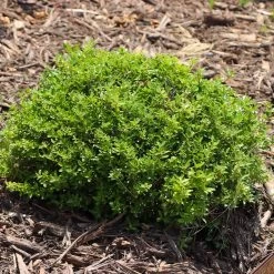 Micron® Holly Shrub -Garden-Plants Micron Holly 8 FGT