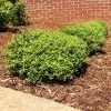 Micron® Holly Shrub -Garden-Plants Micron Holly FGT 600x600 cc732743 8fd3 45e5 8acd 804a14afbbb0