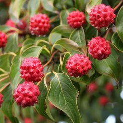 Milky Way Chinese Dogwood Tree -Garden-Plants Milky Way Select 1