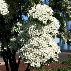Milky Way Chinese Dogwood Tree -Garden-Plants Milky Way Select 3