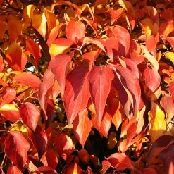 Milky Way Chinese Dogwood Tree -Garden-Plants Milky Way Select 4