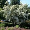Milky Way Chinese Dogwood Tree -Garden-Plants Milky Way Select 600x600 a2964b34 a1f1 43e5 b72b 5e33597c3e78